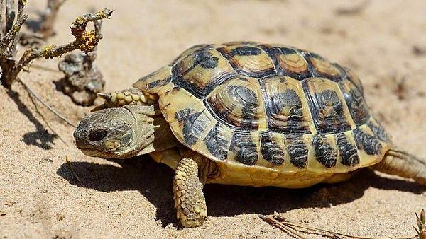 Falda kaplumbağa görmenin anlamı nedir?