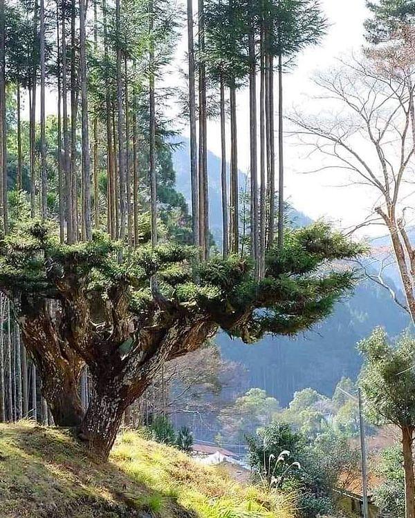 3. Japonlar 700 yıldır ağaçları kesmeden odun üretiyorlar. Olağanüstü daisugi tekniği 14. yüzyılda Japonya'da doğdu.