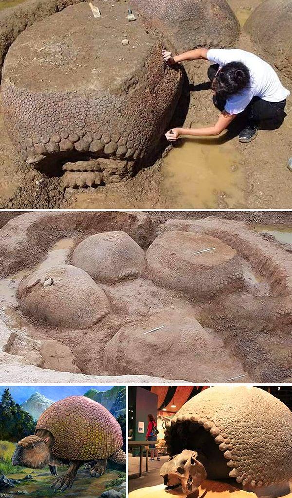 14. Arjantinli bir çiftçi 20.000 yıllık Dev Armadillos (Glyptodon) Ailesini bir nehrin yakınında gömülü olarak buldu. Yaklaşık 2 ton ağırlığında olduğu tahmin ediliyor.