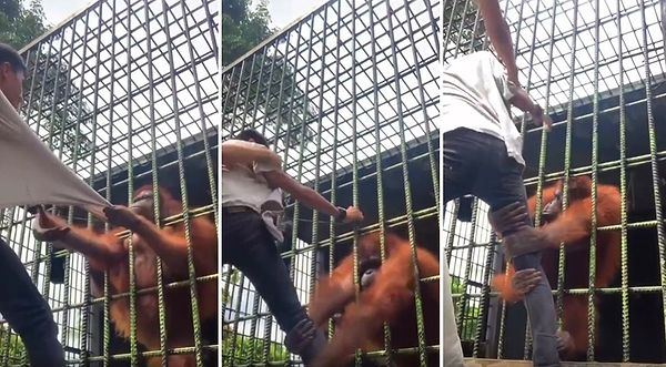 Endonezya’nın Riau eyaletindeki bir hayvanat bahçesinde orangutan kafesine fazla yaklaşan ve ellerini açan bir adam hayatının en büyük dersini aldı. Adamı ilk önce tişörtünden tutan orangutan ardından ise ayaklarından sıkı sıkı tutarak adeta rehin aldı.