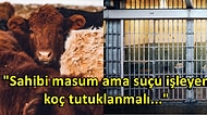 Karakolda Tutuklu Bekliyor: Güney Sudan'da Bir Çocuğu Öldüren Sığır Tutuklandı!