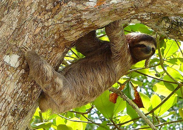 2. Tembel hayvanlar (Sloths) eş aramaya gidemeyecek kadar tembel oldukları için dişi tembel hayvan bir ağaçta oturur ve bir erkek onu duyup onunla çiftleşmeye gelene kadar çığlık atar.