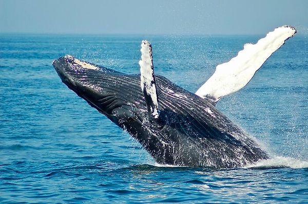 28. Balinalar gezegendeki en uzun yaşayan memelilerdir. 2007'de Alaska'da 19. yüzyıldan kalma bir zıpkının etine gömülü olan 130 yaşında bir balina bulundu.