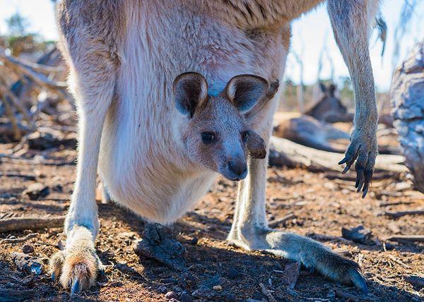 31. Bir kanguru doğumdan bir ila üç gün sonra tekrar çiftleşebilir.