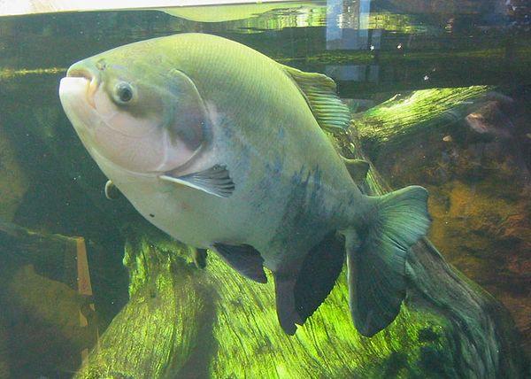 33. Pacu balıklarının tıpkı insanlarınkine benzeyen dişleri vardır. Suya düşen fındıkları çiğnemek için evrimleşmişlerdir.