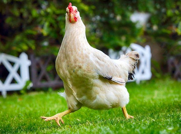Tavukların çeşitli yerlerde ortaya çıkma zamanlamasını belirledikten sonra araştırmacılar, hayvanların evcilleştirilmesi ve yayılmasıyla ilgili bir senaryo geliştirdiler.