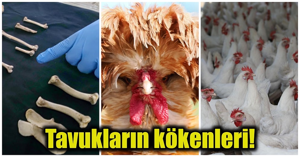 Yeni Yapılan Çalışmalara Göre Evcilleştirilmiş Tavukların Kökeni Pirinç Tarlalarına Dayanıyor!