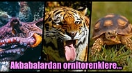 İnsanlar Gibi Hayvanların da Kendine Has ve Oldukça Tuhaf Alışkanlıkları Olduğunu Öğreneceğiniz Garip Bilgiler
