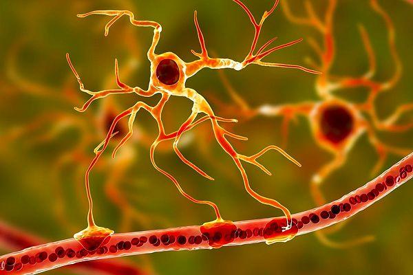 Araştırmacılar bu temizleme sistemine "glimfatik sistem" adını verdiler ve bu sistemin ve hücresel atıkların toplanmasına ve merkezi sinir sisteminden dışarı atılmasına nasıl yardımcı olduğunu gösterdiler.