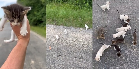 Önce Bir Kardeşlerini Yollayıp Dikkatini Çektikleri Adama Hucüm Eden Dünya Tatlısı Yavru Kedilerin Mutlu Sonu