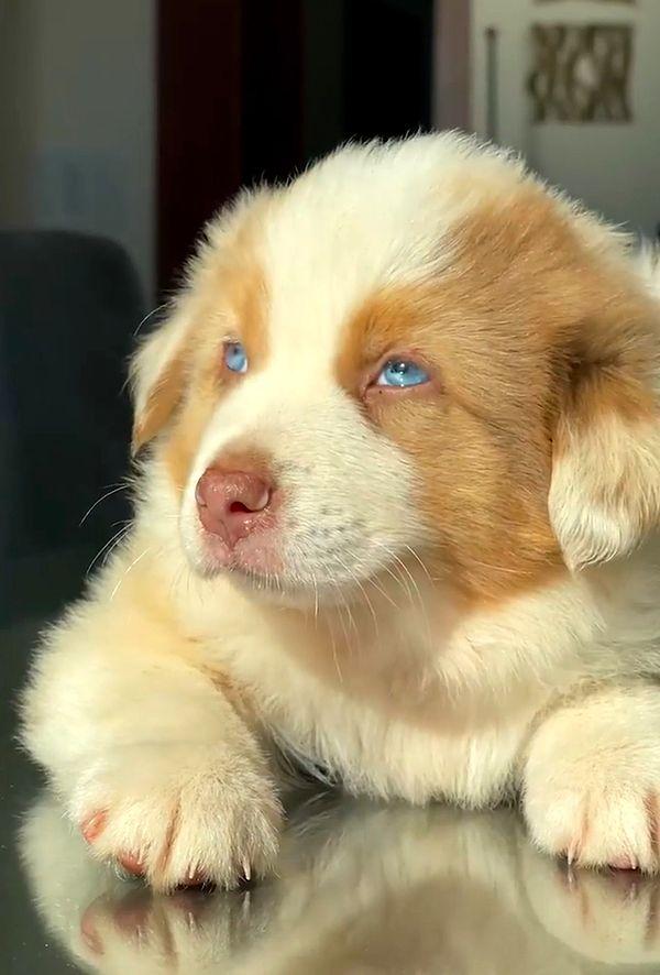 Şubat ayında çift, yavru bir Avustralyalı Çoban köpeği olan Sawyer'ı aileye ekledi. Spears "Tanrım.... 2 tane aşkım var çünkü o geldi!!!!" diyerek fotoğrafını paylaştı minik köpeğin.