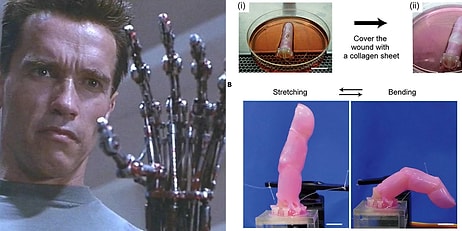 Terminatör Filmi Gerçek Oluyor: Bilim İnsanları İnsan Derisiyle Kaplı Robot Parmak Geliştirdi