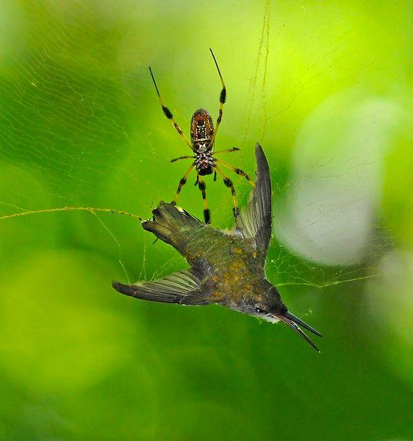 7. Bir örümcek ağının içinde sıkışıp kalan zavallı sinek kuşu:
