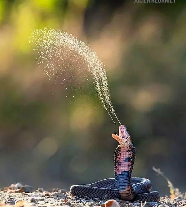 12. Zehrini 3 metre öteye bile atabilen bir tür kobra yılanı (Naja mossambica):