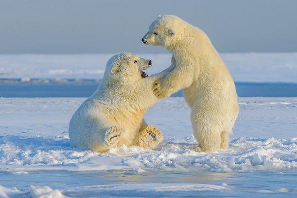 11. "Norveç, Svalbard. Aşırı yüksek suç vakaları olduğundan değil... Sizleri dakikalar içinde parçalayabilecek kutup ayıları var."