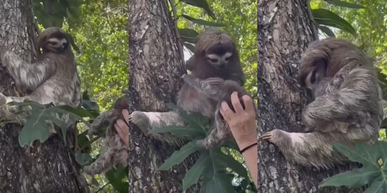 Yeşilçam Sahnesi Gibi: İnsan Dostu Sayesinde Yavrusuna Kavuşan Tembel Hayvanın Duygulandıran Anları