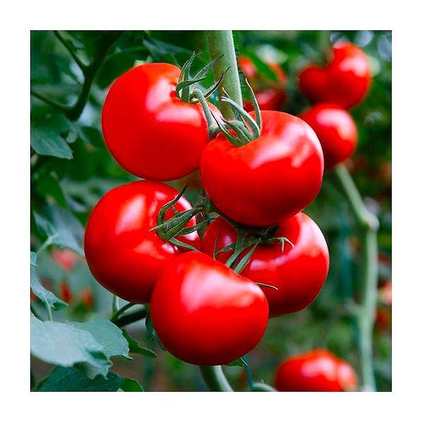 11. Domates ve domates ürünleri