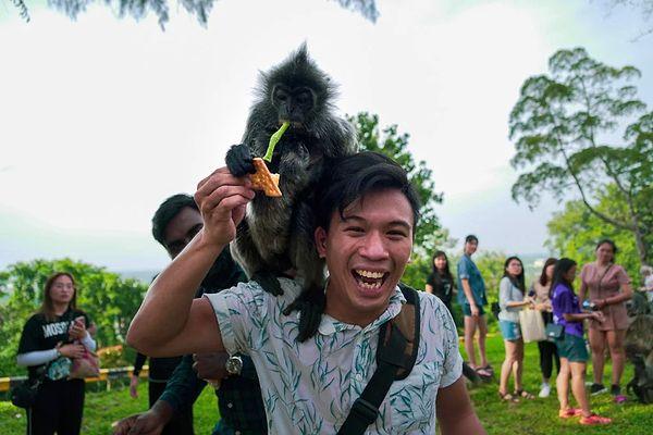 12) Tayland'ın maymunlarını kutladıkları bir festivali var.