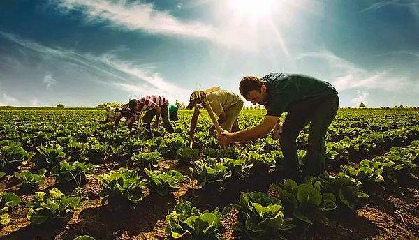 3. Tarım Bakanlığı, başta Afrika ve Latin Amerika ülkeleri olmak üzere 10 ülkede arazi kiralayıp tarım yapacak.