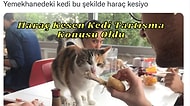 Üniversite Yemekhanesinde Masadan Yemek Yiyen Kedi Paylaşımı Sosyal Medyayı İkiye Böldü