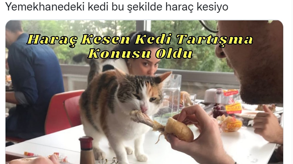 Üniversite Yemekhanesinde Masadan Yemek Yiyen Kedi Paylaşımı Sosyal Medyayı İkiye Böldü