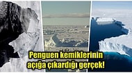 Araştırmacıların Fosillerle Yaptığı Araştırmaya Göre Antarktika Buzulları Hakkında Üzücü Gerçek Ortaya Çıktı