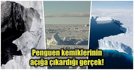 Araştırmacıların Fosillerle Yaptığı Araştırmaya Göre Antarktika Buzulları Hakkında Üzücü Gerçek Ortaya Çıktı