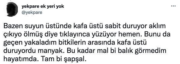 Kullanıcı, oturmayı seven ve Joker adını verdiği balığıyla anısını anlatarak sosyal medya gündemine oturdu.