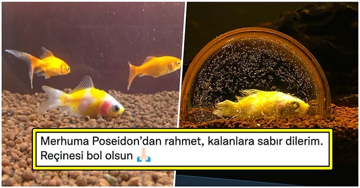 Balığı Joker'i Kaybettikten Sonra Hayvancağızı Zombiye Çeviren Adamın İlginç Hikayesi