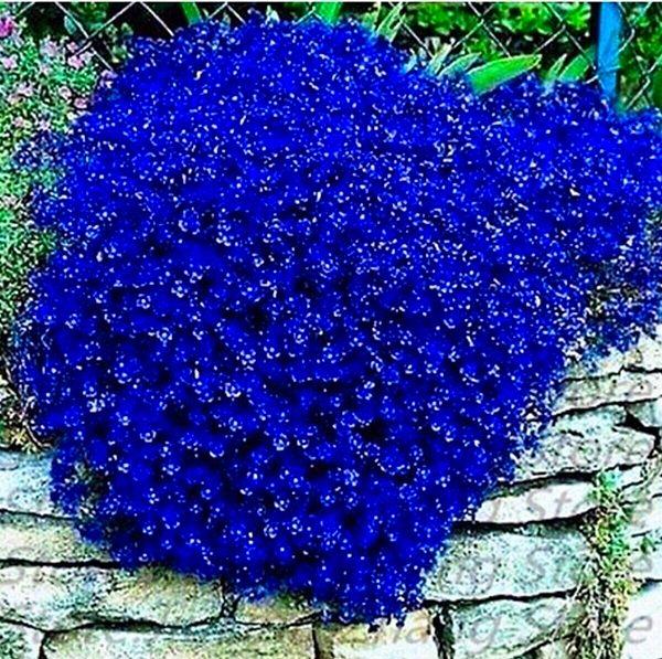 4. Mavi renkli lobelya çiçeği.