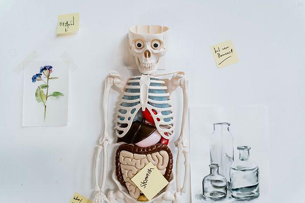 İç organlarınızın büyük bir kısmını kaybetseniz de yaşayabileceğinizi biliyor musunuz?