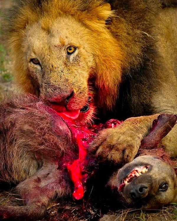 6. Avladığı bir sırtlanı gözünü bile kırpmadan afiyetle yiyen bir aslan: