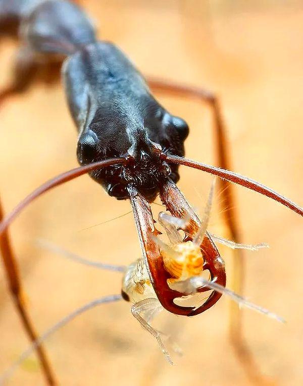 14. Daha önce hiç  tuzak çeneli karınca görmüş müydünüz?
