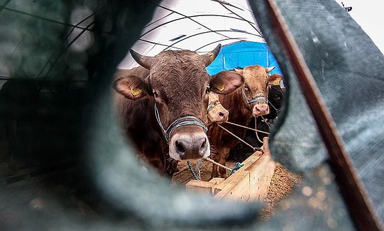 TÜİK Enflasyonuna Diyanet de İnanmadı: Kurbanlık Fiyatına Yüzde 100 Zam...