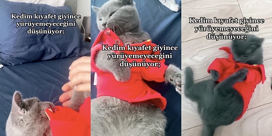 İnsan Dostunun Aldığı Kıyafetleri Giyince Bi' Fenalık Geçiren Kediciğin Yürümeyi Unuttuğu Anlar