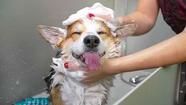 Tüylü dostlarımızın birçoğunun banyo yapmaktan hoşlanmadığını biliyoruz... Ancak veteriner hekimlere göre köpeklerin tüyleri ve cilt sağlıkları için düzenli olarak yıkamak oldukça büyük önem taşıyor!