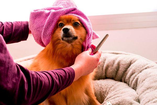 Köpekleri banyoya hazırlamak için ilk adım olarak tüylerini tarayın. Birbirine girmiş tüyler su tutacağı için köpeğinizin cildine zarar verebilir.
