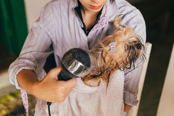 Banyomuz bitti, şimdi kurulamaya! Köpeğinizin tüylerini kuruturken kullandığınız makinenin çok sıcak hava üflememesi gerekiyor. Sıcak hava köpekleri rahatsız ettiği gibi tüylerinde kepek oluşumuna da neden olabiliyor.