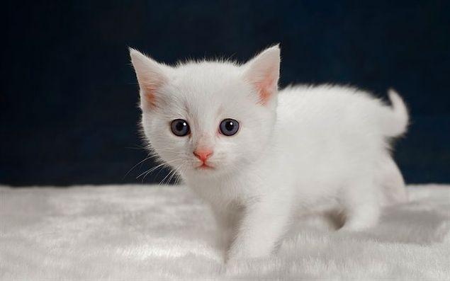 Rüyada Eve Beyaz Yeni Kedi Girdiğini Görmek