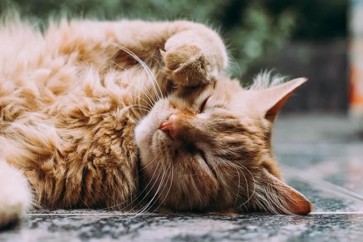 Rüyada Kedi Görmek Ne Anlama Gelir? Beyaz, Siyah Ve Yavru Kediler Size ...