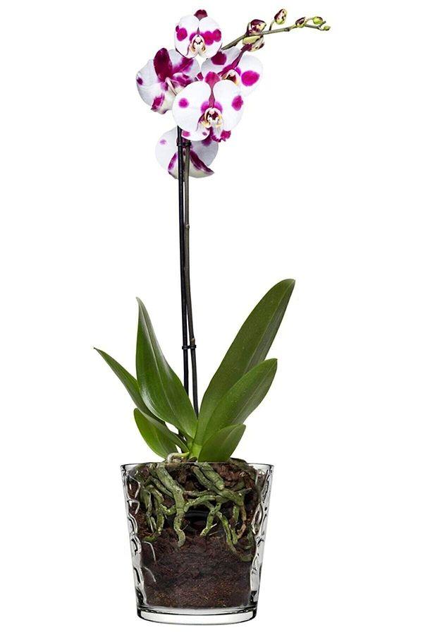 13. Orkidelere özel orkide cam saksı...
