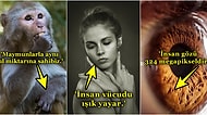Öğrenince Cahille Sohbeti Keseceğiniz İnsan ve Hayvan Doğası Hakkında Bilinmeyen Gerçekler