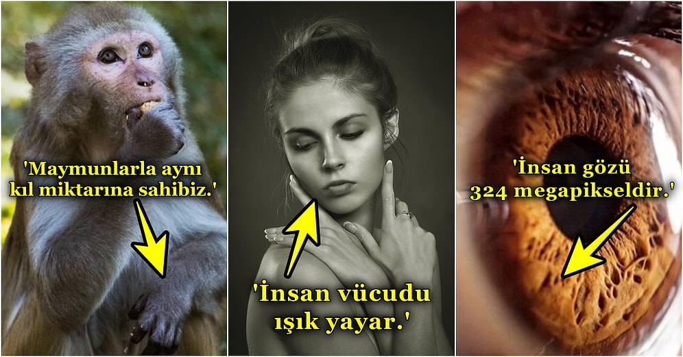 Öğrenince Cahille Sohbeti Keseceğiniz İnsan ve Hayvan Doğası Hakkında Bilinmeyen Gerçekler