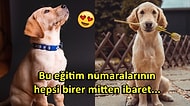Köpeğini Eğitmek İsteyen Herkesin Dikkat Etmesi Gereken Doğru Sanılan Yanlışlar