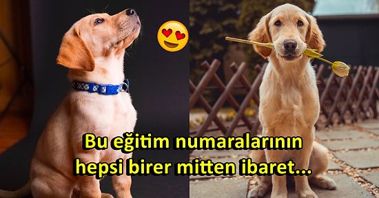 Köpeğini Eğitmek İsteyen Herkesin Dikkat Etmesi Gereken Doğru Sanılan Yanlışlar