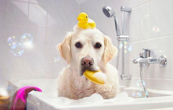 Anlayacağınız köpekleri yıkamak için seçtiğiniz ortam size kalmış, ancak dikkat etmeniz gereken en önemli şey şu: Tüylü dostlarımız üşümeyi sevmiyor! O yüzden oda sıcaklığında bir ortamda yıkamaya dikkat edin.