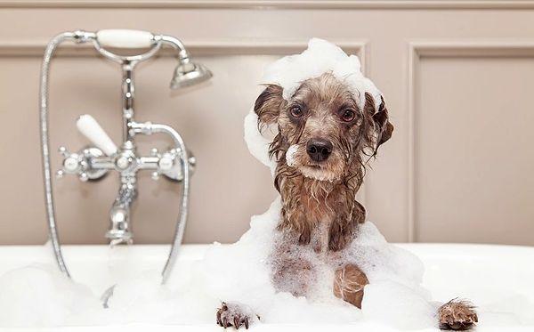 Köpeğinizi yıkarken köpek şampuanı kullanmaya dikkat edin.