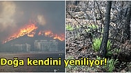 Geçtiğimiz Yaz Tam 9 Gün Süren Marmaris Orman Yangınında Yanan Yerler Şimdi Ne Halde?
