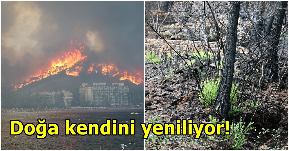 Geçtiğimiz Yaz Tam 9 Gün Süren Marmaris Orman Yangınında Yanan Yerler Şimdi Ne Halde?