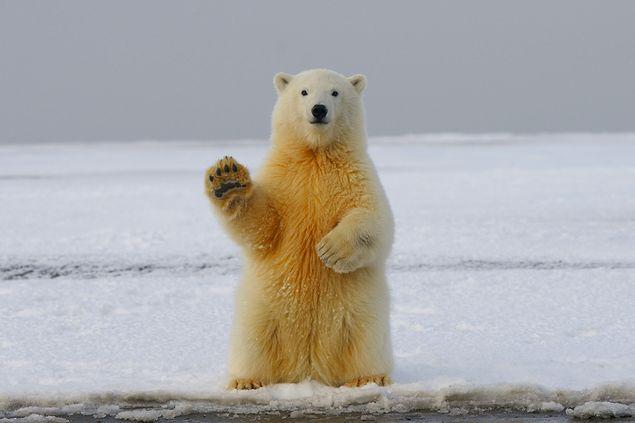 16. Contrairement à la croyance populaire, les ours polaires ne se trouvent pas dans l'Arctique.